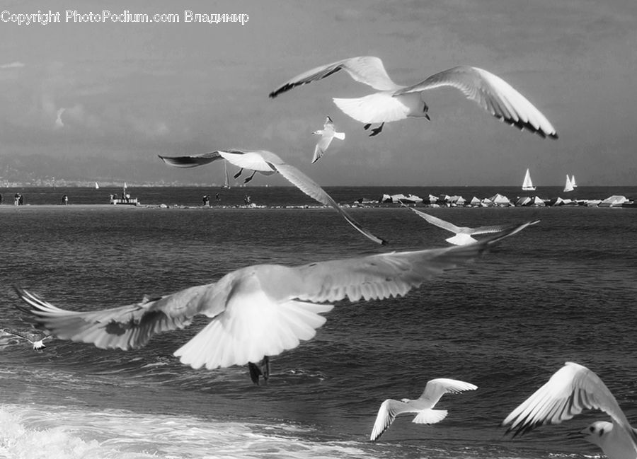 Bird, Seagull, Swan, Waterfowl, Pelican, Ardeidae, Flying