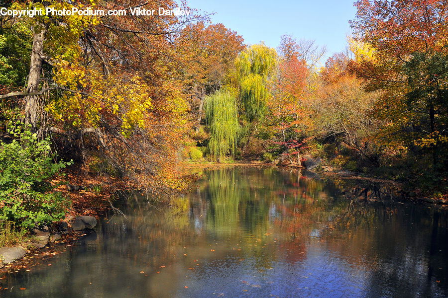 Outdoors, Pond, Water, Creek, River, Forest, Vegetation