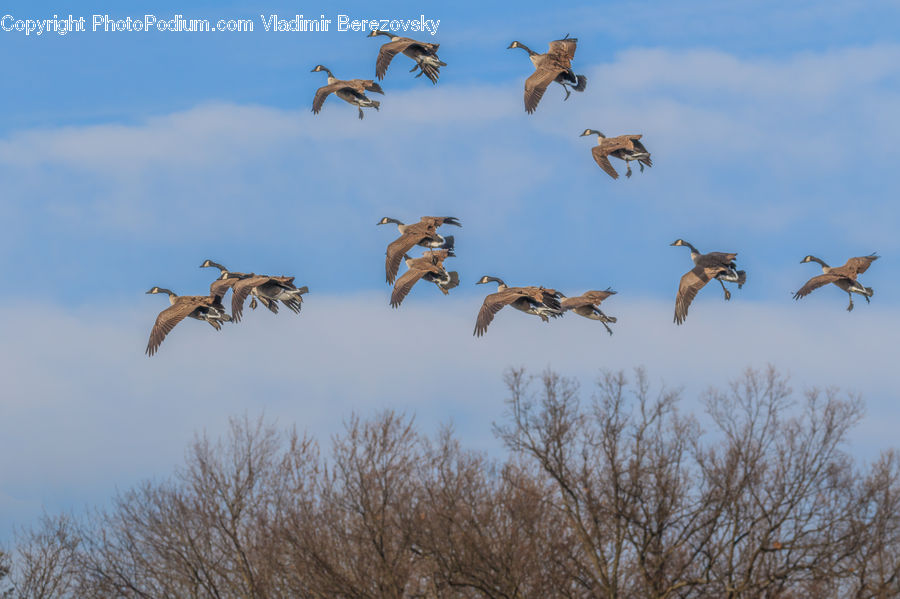 Bird, Crane Bird, Heron, Booby, Goose, Waterfowl, Flying