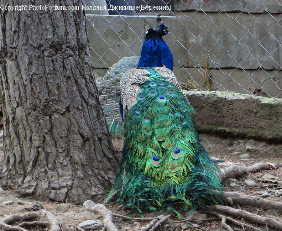 People, Person, Human, Bird, Peacock, Pheasant, Wildlife