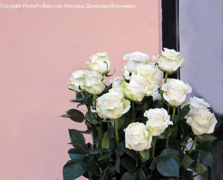 Plant, Potted Plant, Blossom, Flower, Rose, Floral Design, Flower Arrangement