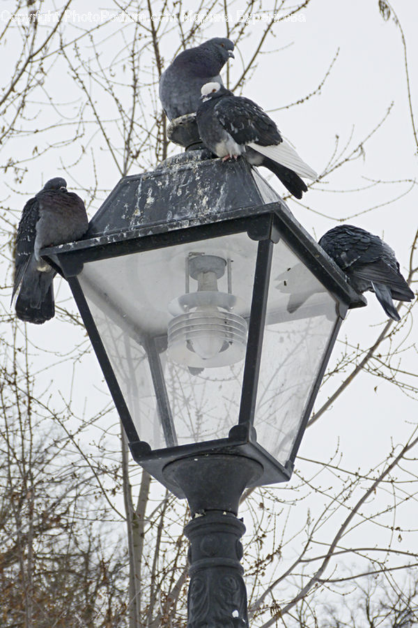 Lamp Post, Pole, Bird, Pigeon, Blackbird, Crow, Dove