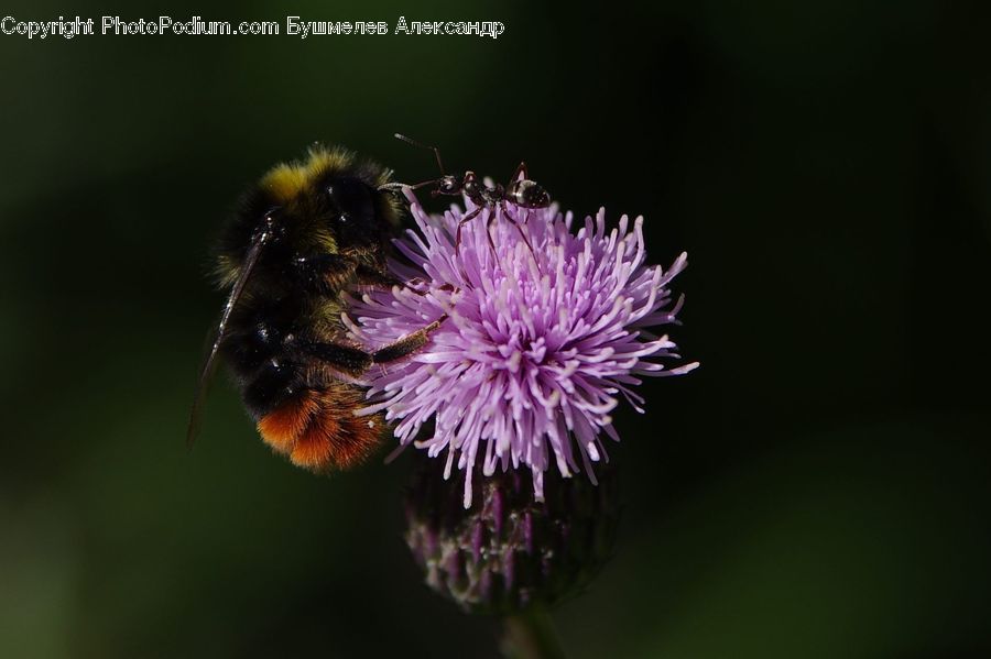 Bee, Insect, Invertebrate, Flora, Flower, Plant, Thistle