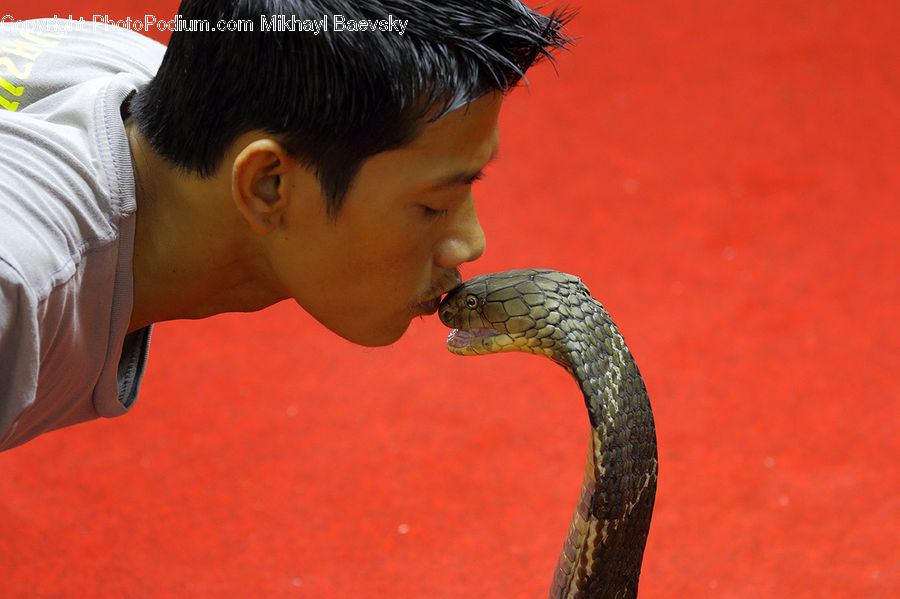People, Person, Human, Cobra, Reptile, Snake, Leisure Activities