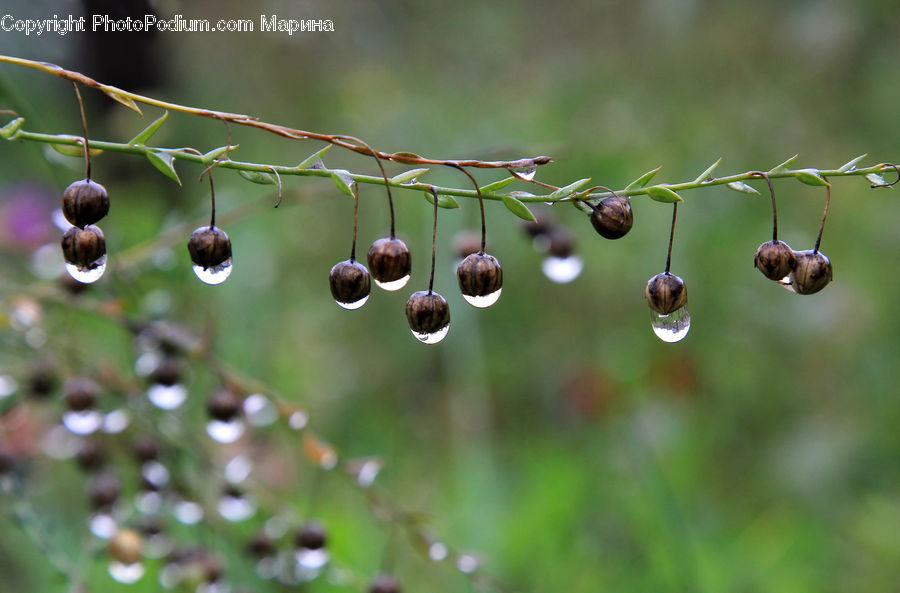 Blossom, Flora, Flower, Plant, Conifer, Fir, Tree