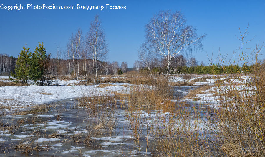 Birch, Tree, Wood, Land, Marsh, Outdoors, Swamp