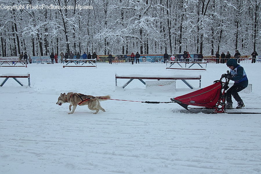 People, Person, Human, Playground, Dogsled, Sled, Piste