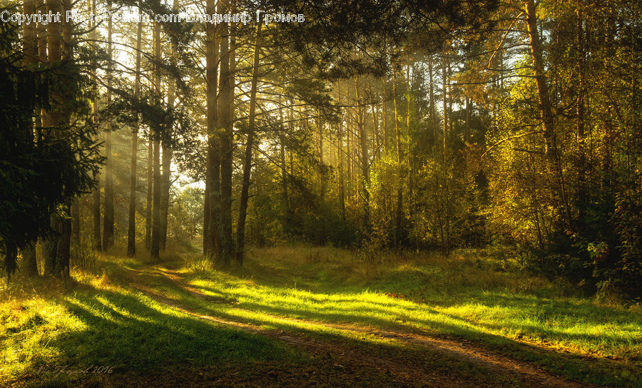 Forest, Vegetation, Dirt Road, Gravel, Road, Plant, Tree