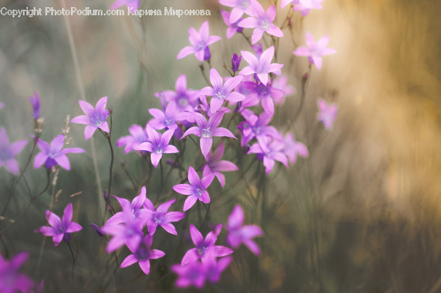 Blossom, Flora, Flower, Geranium, Plant, Crocus, Gladiolus