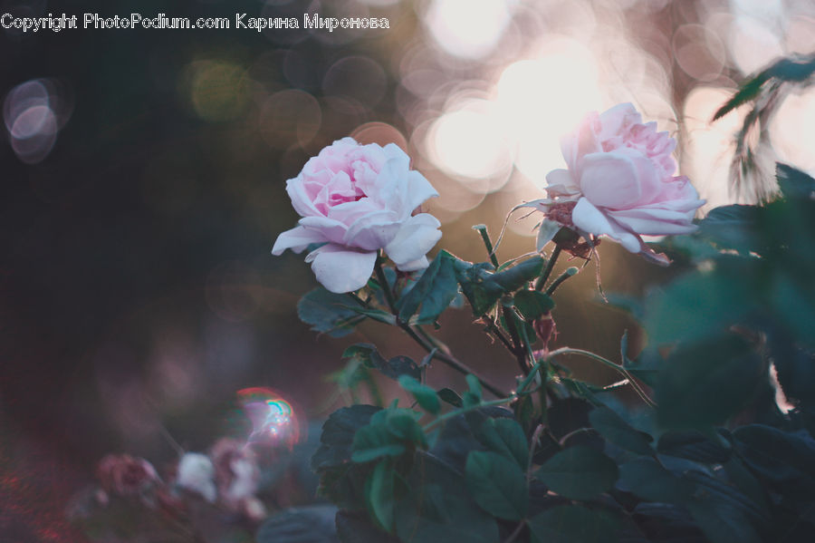 Blossom, Flower, Peony, Plant, Cherry Blossom, Flora, Flower Arrangement