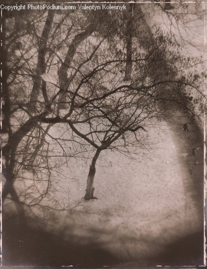 Plant, Tree, Oak, Wood, Countryside, Outdoors