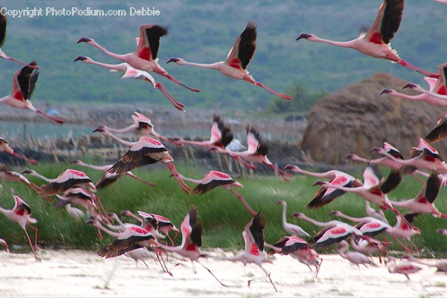 Bird, Flamingo, Flock, Stork