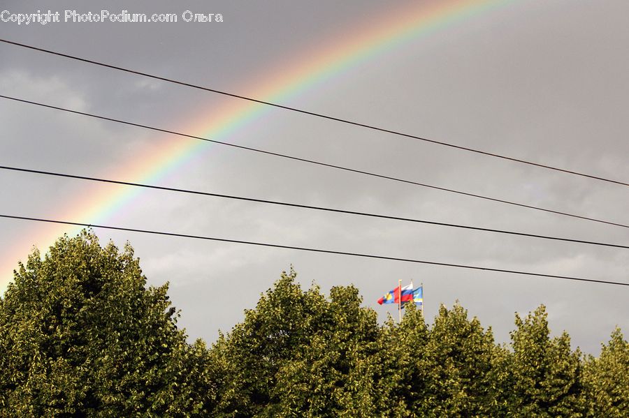 Outdoors, Rainbow, Sky, Bush, Plant, Vegetation, Tree