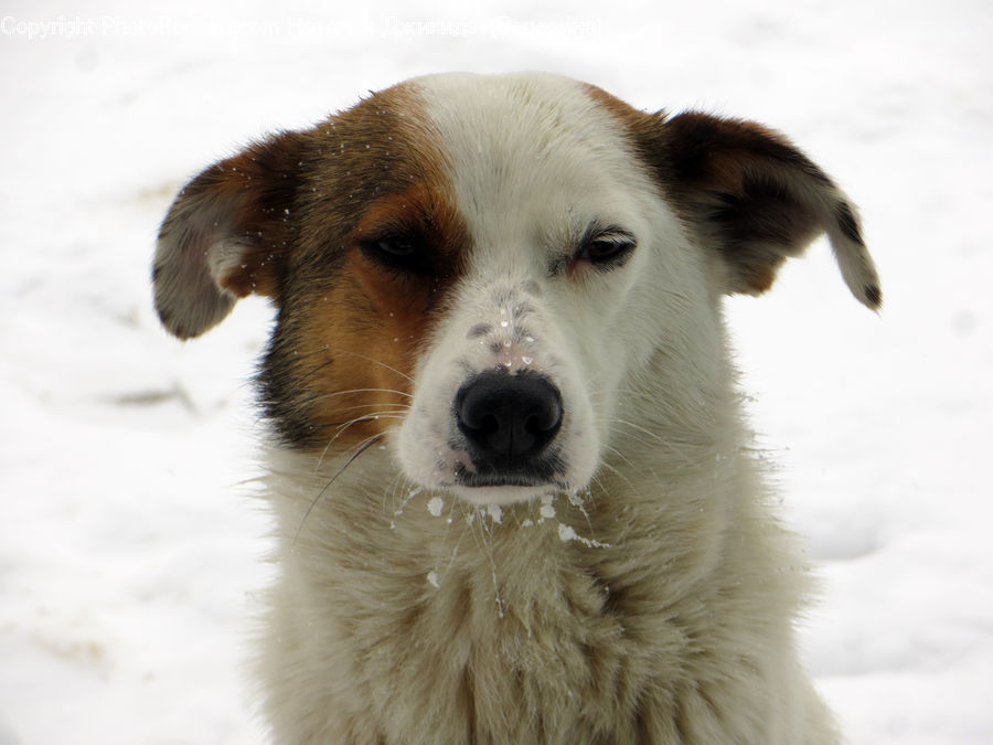 Blizzard, Outdoors, Snow, Weather, Winter, Animal, Canine