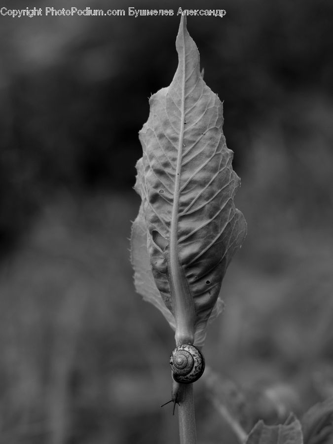 Fern, Plant, Blossom, Flora, Flower