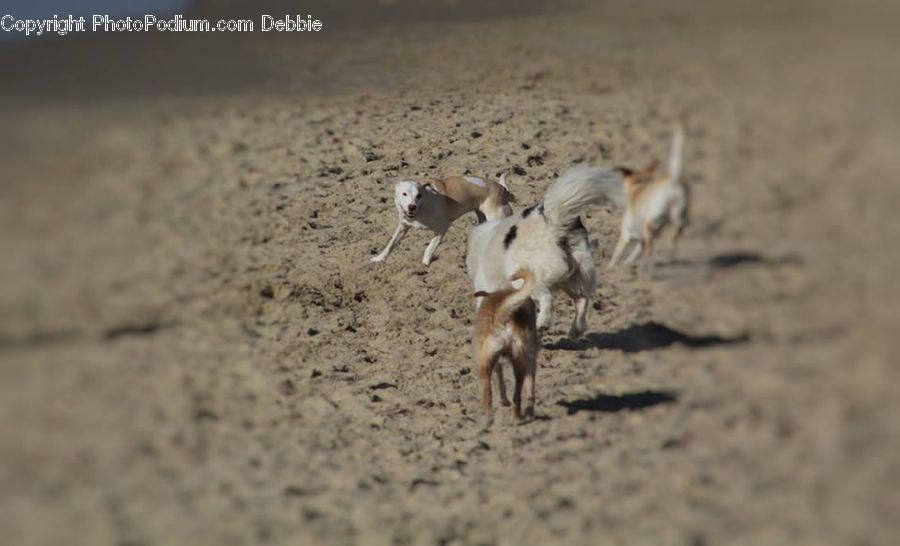 Animal, Gazelle, Impala, Mammal, Wildlife, Canine, Fox