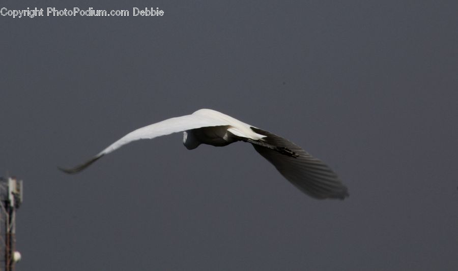 Bird, Crane Bird, Heron, Ardeidae, Egret, Waterfowl, Flying