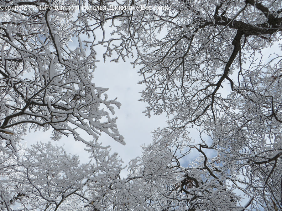 Blossom, Flora, Flower, Plant, Tree, Frost, Ice