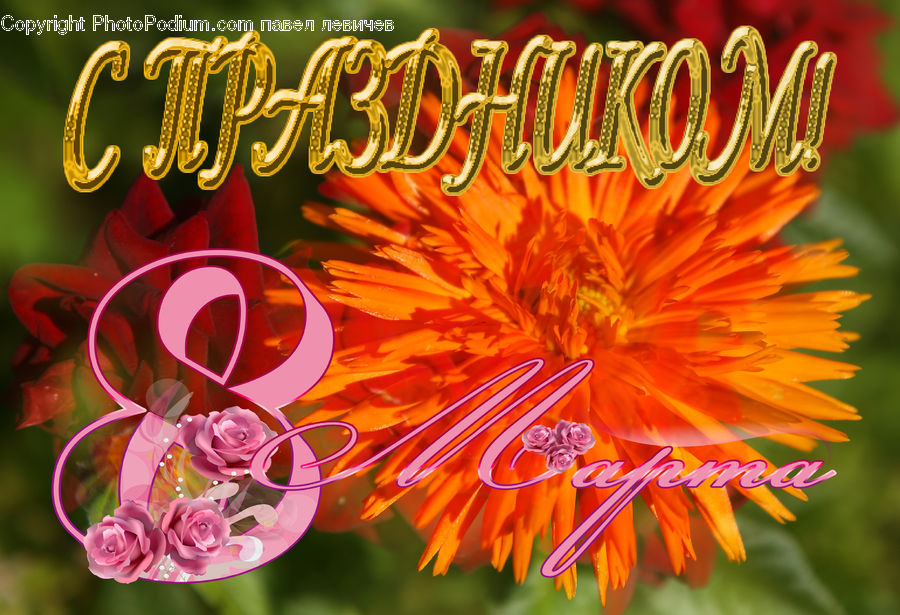 Asteraceae, Blossom, Flora, Flower, Plant, Brochure, Flyer