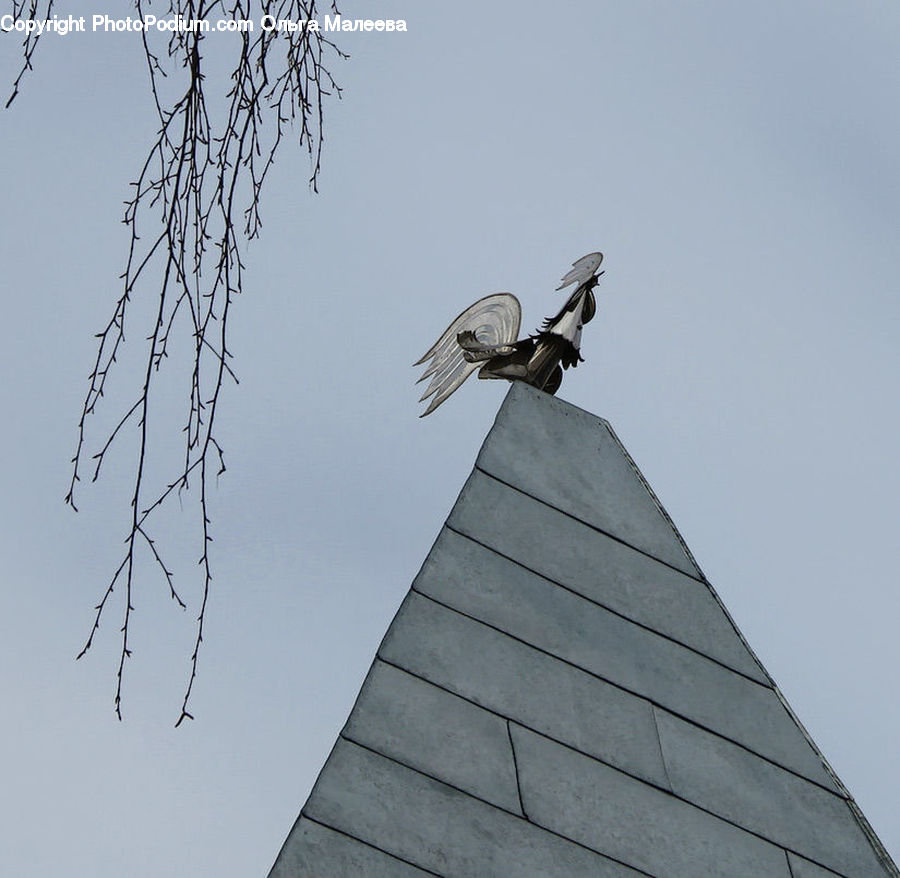 Bird, Stork