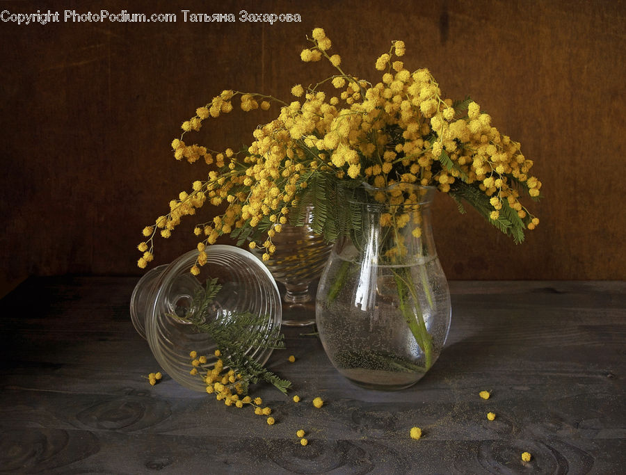 Plant, Potted Plant, Glass, Goblet, Flower, Mimosa, Jar