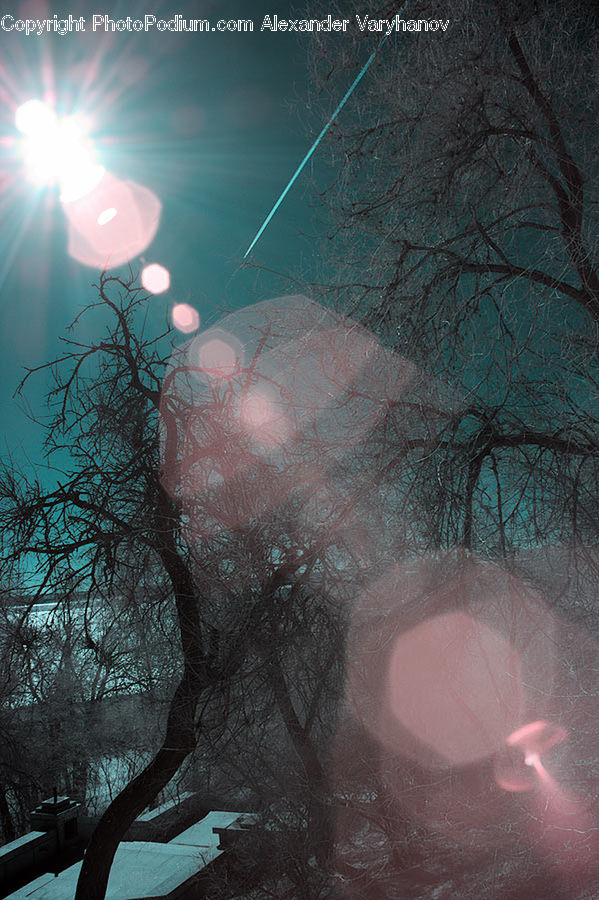 Flare, Light, Ball, Sphere, Plant, Tree, Outdoors