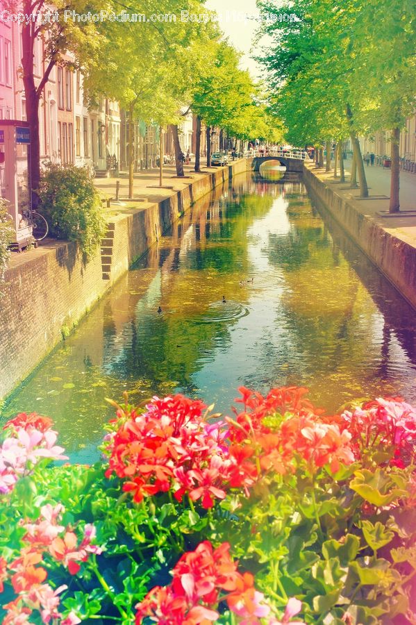 Canal, Outdoors, River, Water, Blossom, Flora, Flower