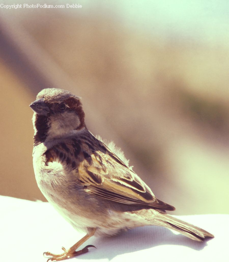 Bird, Sparrow, Finch