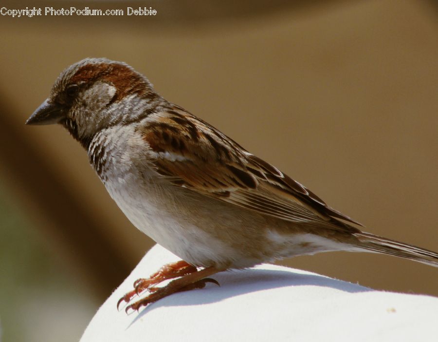 Bird, Sparrow, Finch