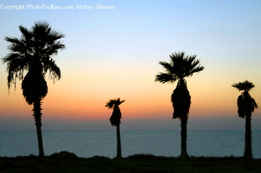 Palm Tree, Plant, Tree, Dusk, Outdoors, Sky, Sunlight