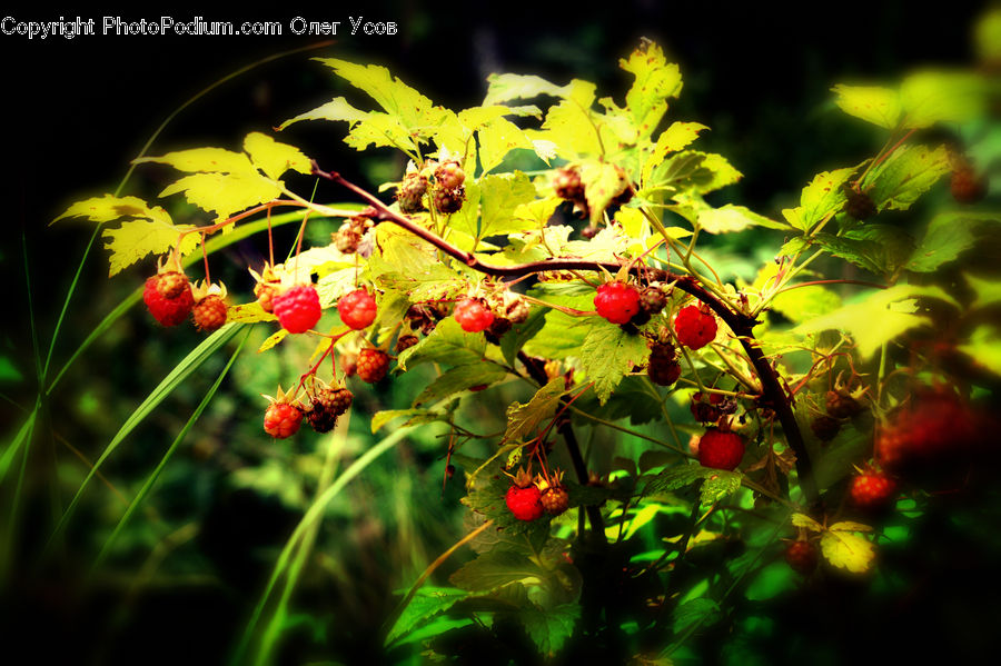 Plant, Blossom, Flora, Flower, Geranium, Cherry, Fruit