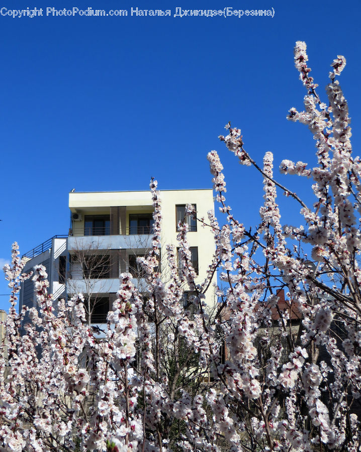 Blossom, Flora, Flower, Plant, Rubble, Cherry Blossom, Downtown