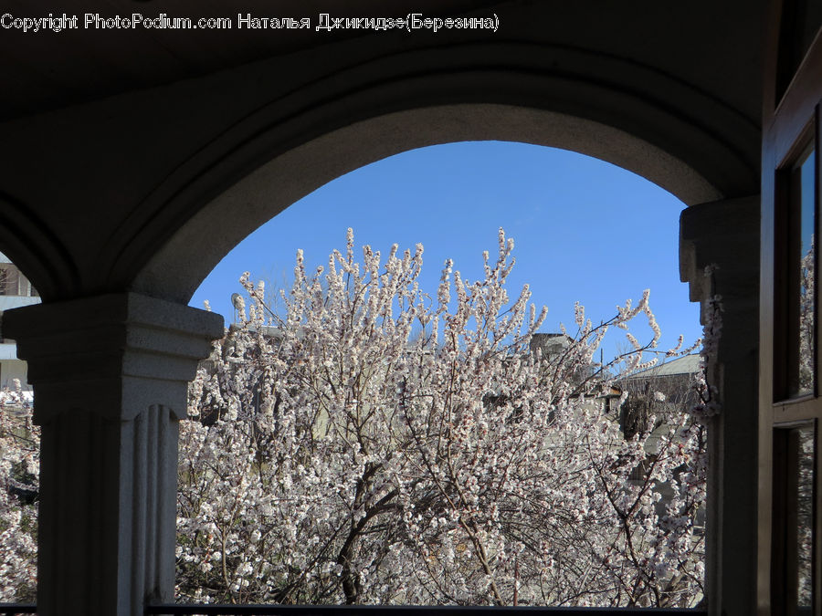 Architecture, Bell Tower, Clock Tower, Tower, Blossom, Cherry Blossom, Flower