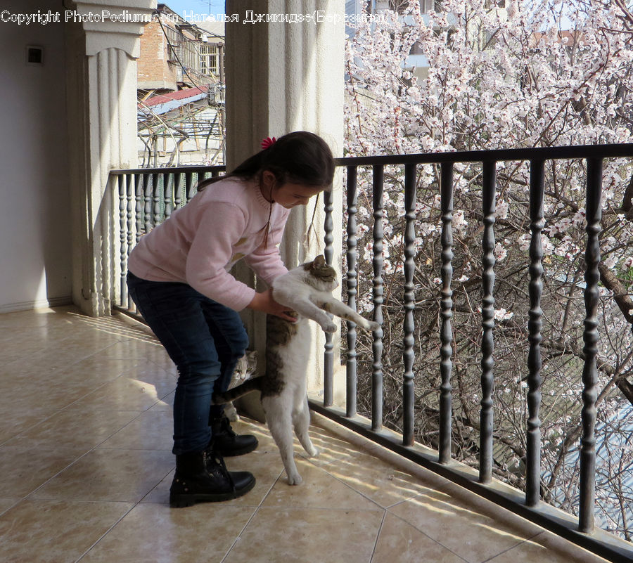 Human, People, Person, Animal, Canine, Dog, Eskimo Dog