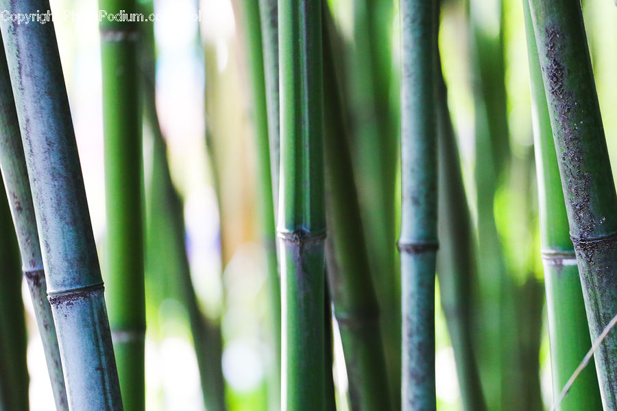 Bamboo, Plant, Wood, Birch, Tree, Water, Field
