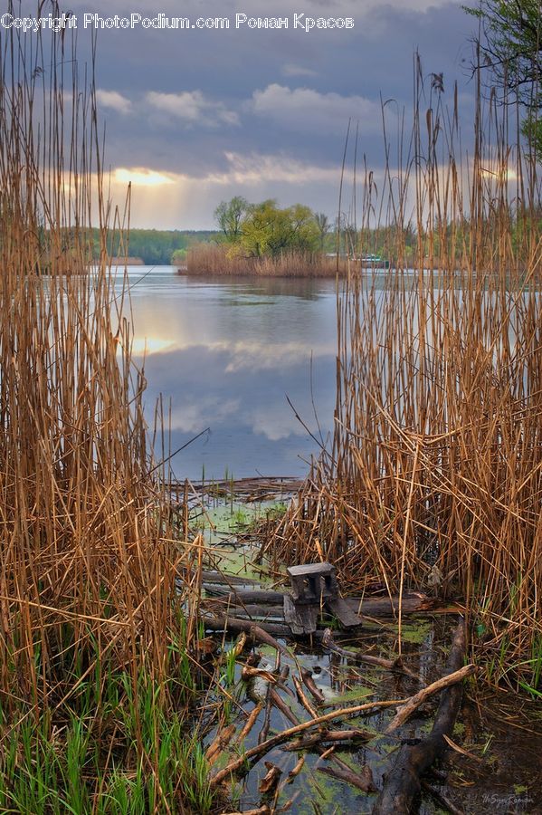 Field, Grass, Grassland, Plant, Reed, Cabin, Hut