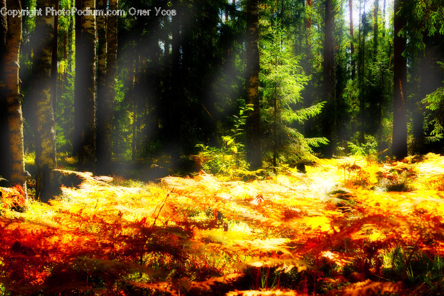 Forest, Vegetation, Flare, Light, Sunlight, Jungle, Rainforest