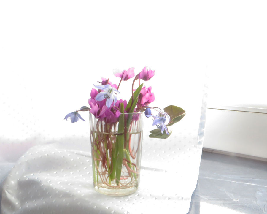 Jar, Porcelain, Vase, Flower Arrangement, Ikebana, Plant, Potted Plant