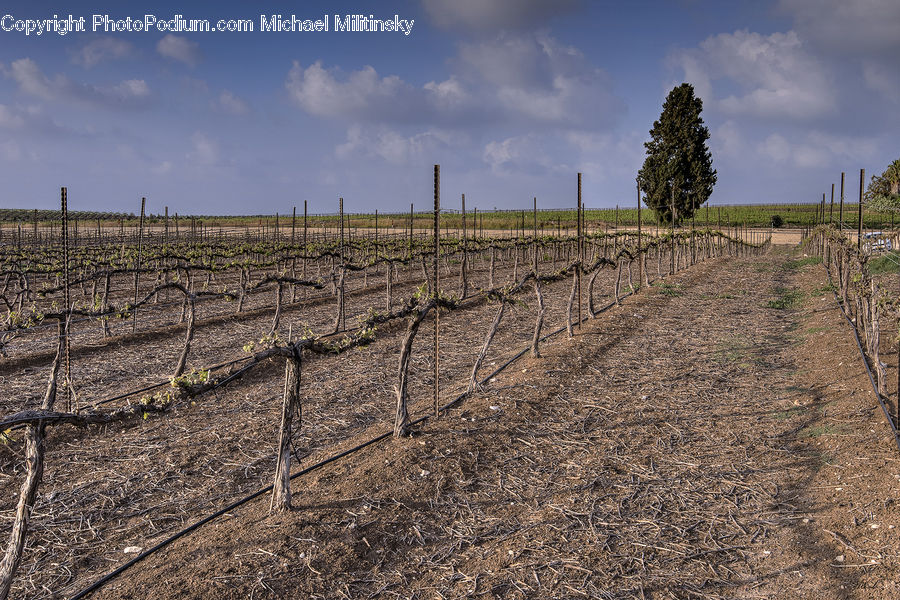 Soil, Countryside, Farm, Field, Vineyard, Dirt Road, Gravel