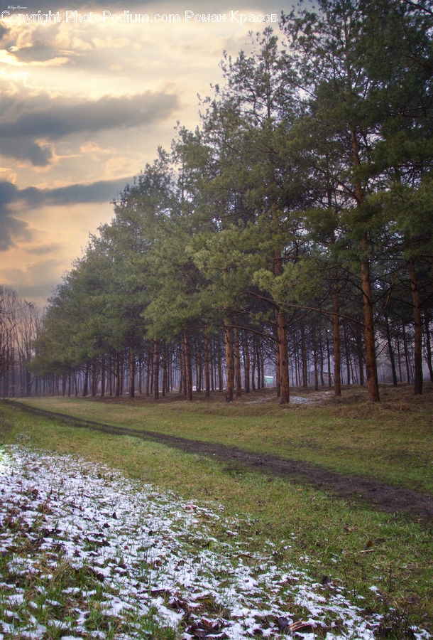 Dirt Road, Gravel, Road, Landscape, Nature, Scenery, Forest