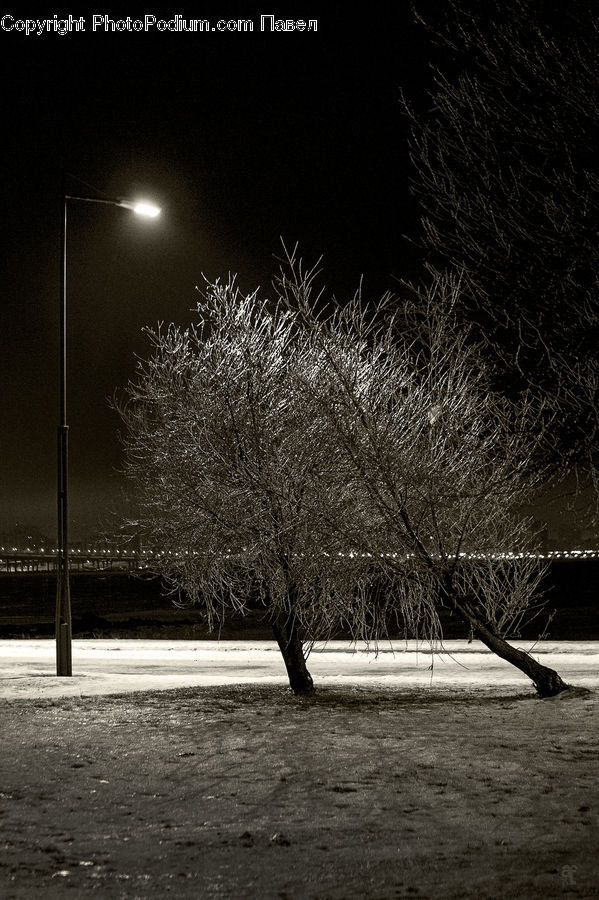 Plant, Tree, Night, Outdoors, Birch, Wood, Bench