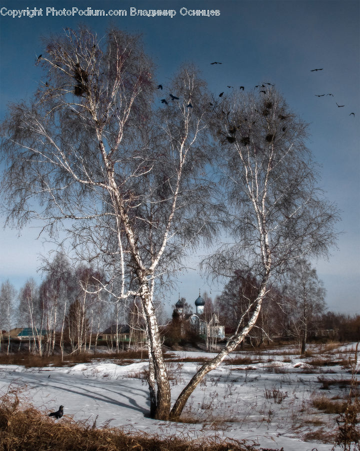 Birch, Tree, Wood, Frost, Ice, Outdoors, Snow
