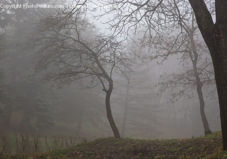 Fog, Mist, Outdoors, Forest, Vegetation, Landscape, Nature