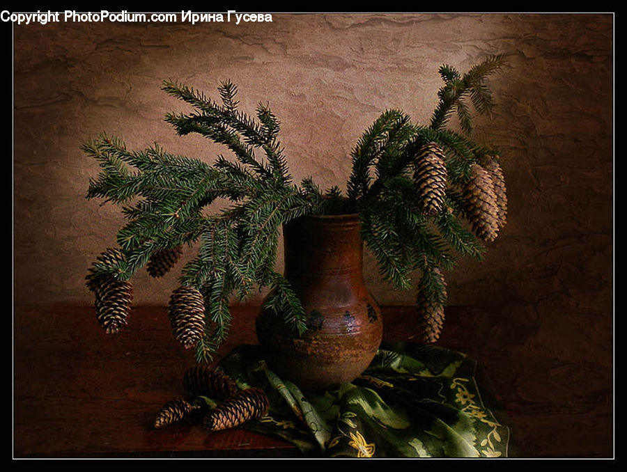 Plant, Potted Plant, Fern, Flower Arrangement, Ikebana, Vase, Conifer