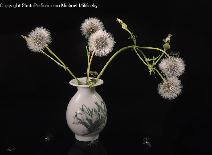 Jar, Porcelain, Vase, Dandelion, Flower, Plant, Asteraceae