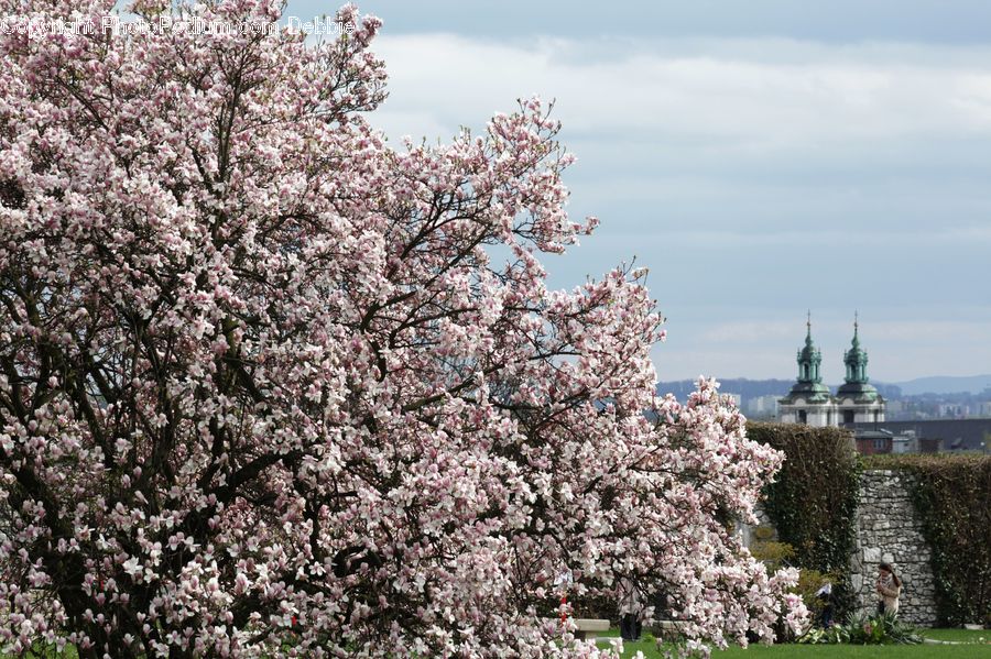 Blossom, Flora, Flower, Plant, Cherry Blossom, Architecture, Castle