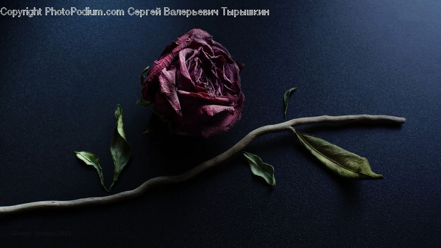 Bud, Plant, Blossom, Flower, Rose, Carnation