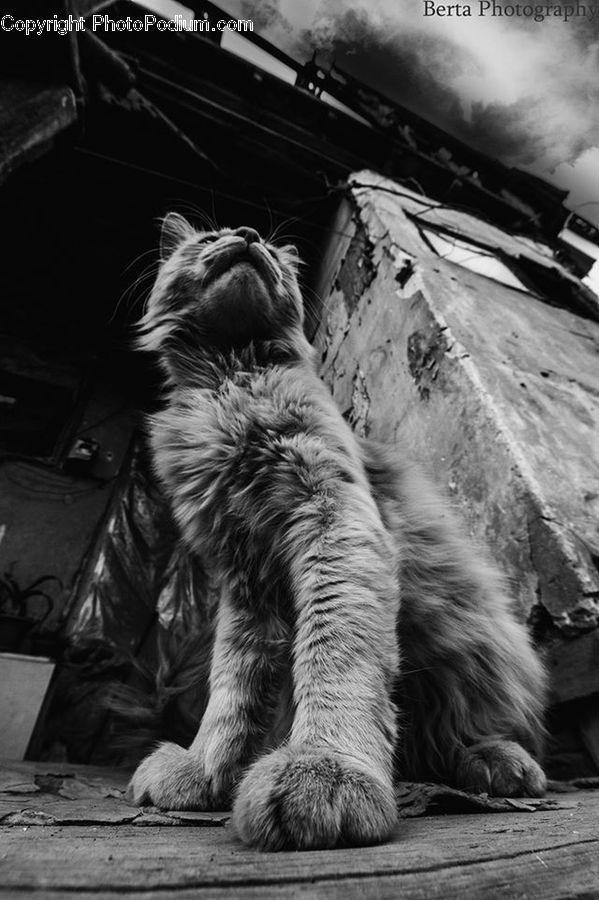 Animal, Canine, Dog, Mammal, Pet, Terrier, Alley