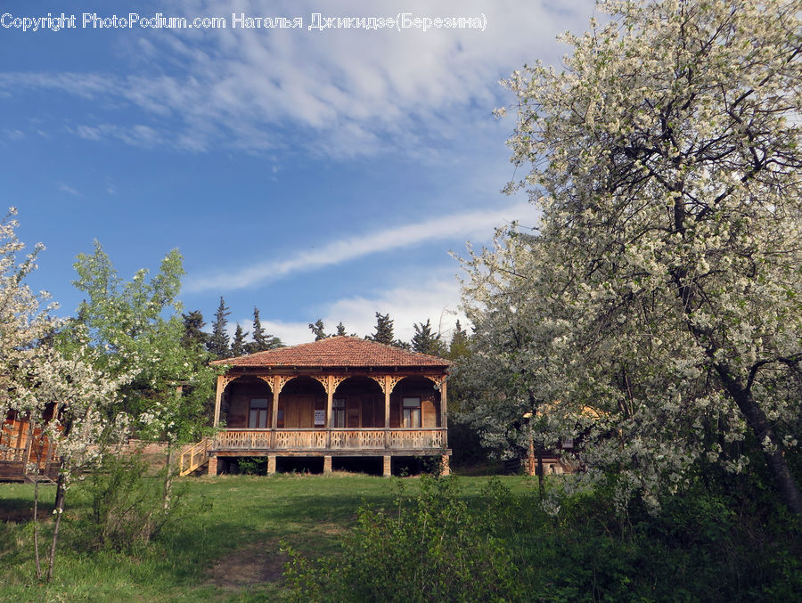 Gazebo, Patio, Pergola, Porch, Building, Housing, Villa