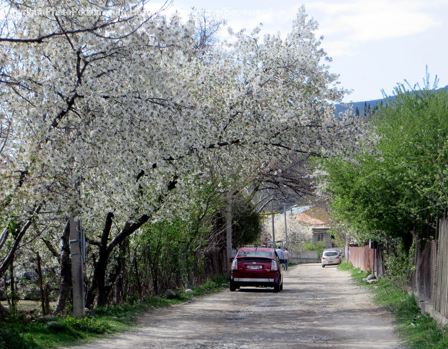 Blossom, Cherry Blossom, Flower, Car, Suv, Vehicle, Flora